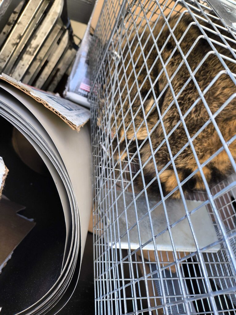 Wildlife Control Holly