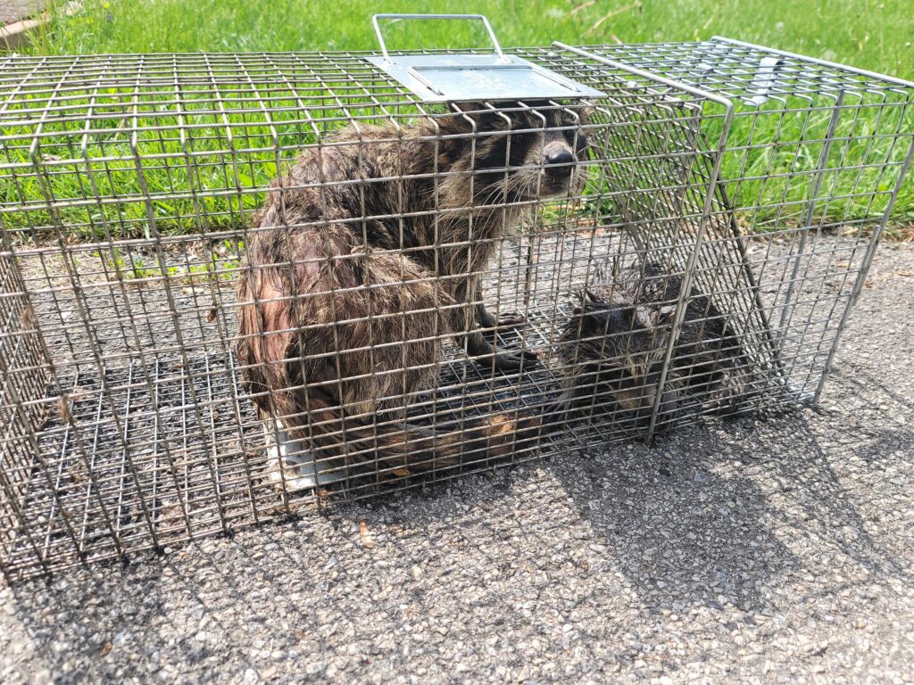 Wildlife Control Casnovia