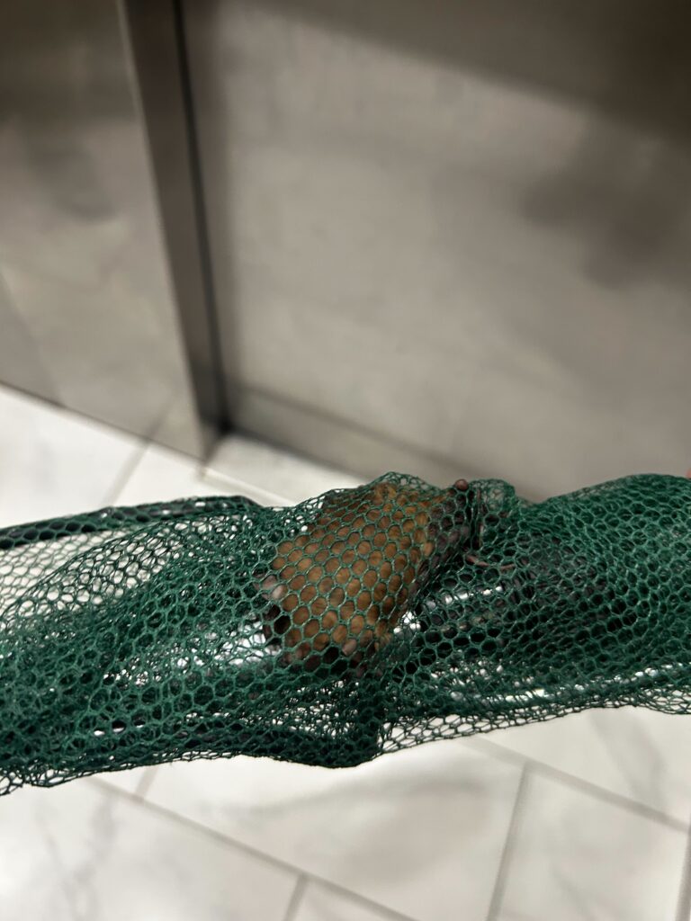 Wildlife Control Casnovia