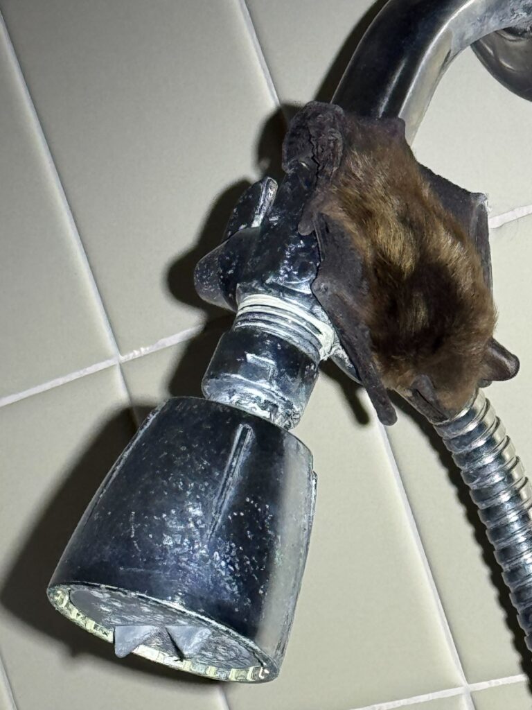 Wildlife Control Casnovia