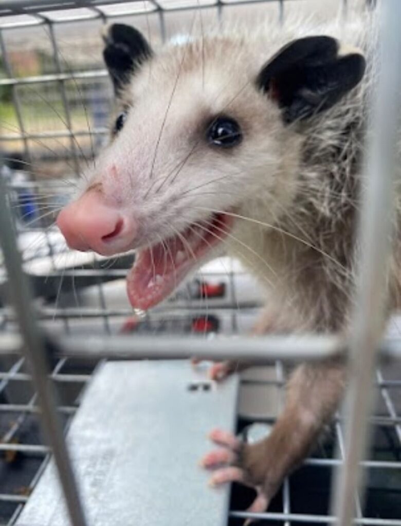 Wildlife Control Casnovia